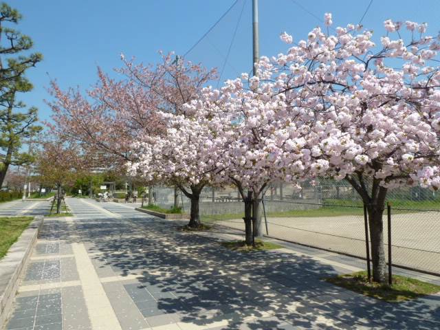 ローレルコート茨木桜通り　春には水尾公園内でお花見が楽しめます