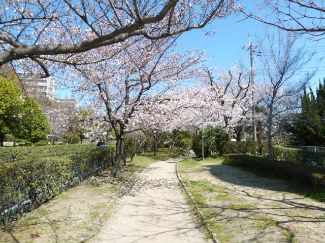 南茨木ハイタウン美沢Ｄ棟　近くの公園（桜通り）春には桜が満開です　約10ｍ